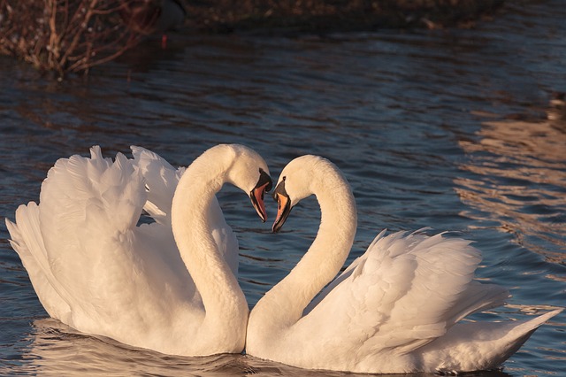 Ducks form a heart using their heads